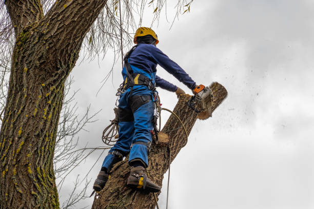 Best Tree Removal Service  in Vicksburg, MS