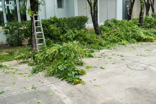 Reliable Vicksburg, MS  Tree Services Solutions